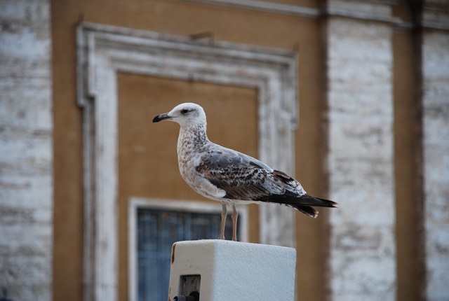 Gabbiani